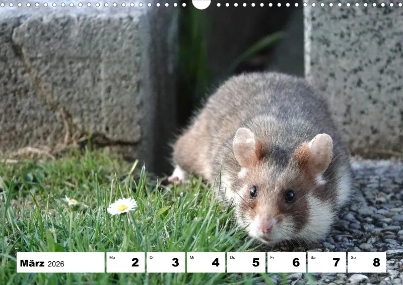 Wochenkalender 2026 -A3
