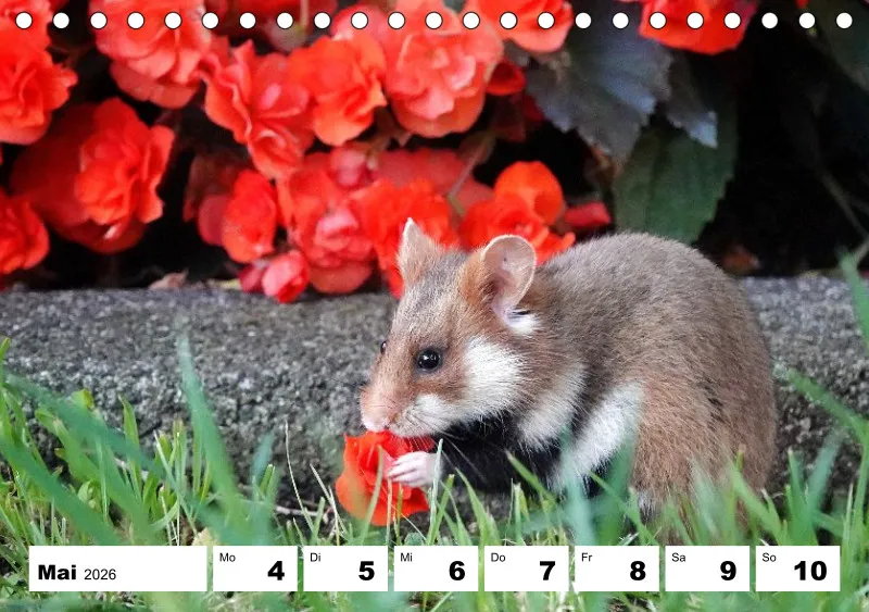 Tisch-Wochenkalender 2026