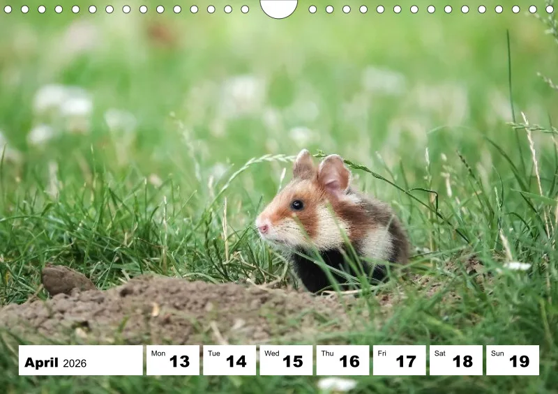 weekly calendar 2026 - A4