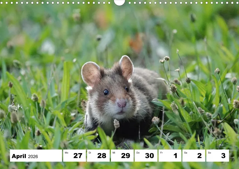 Wochenkalender 2026 -A3