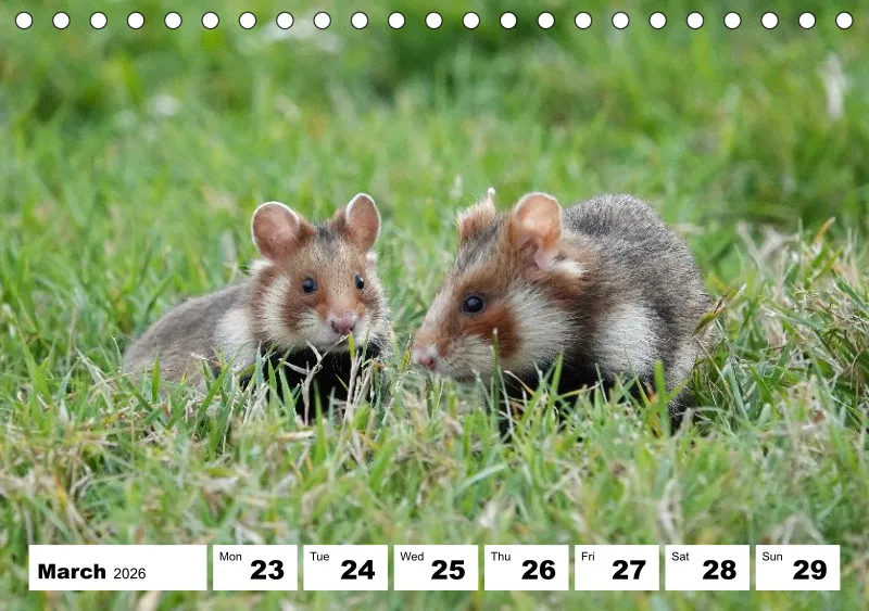 desk calendar 2026