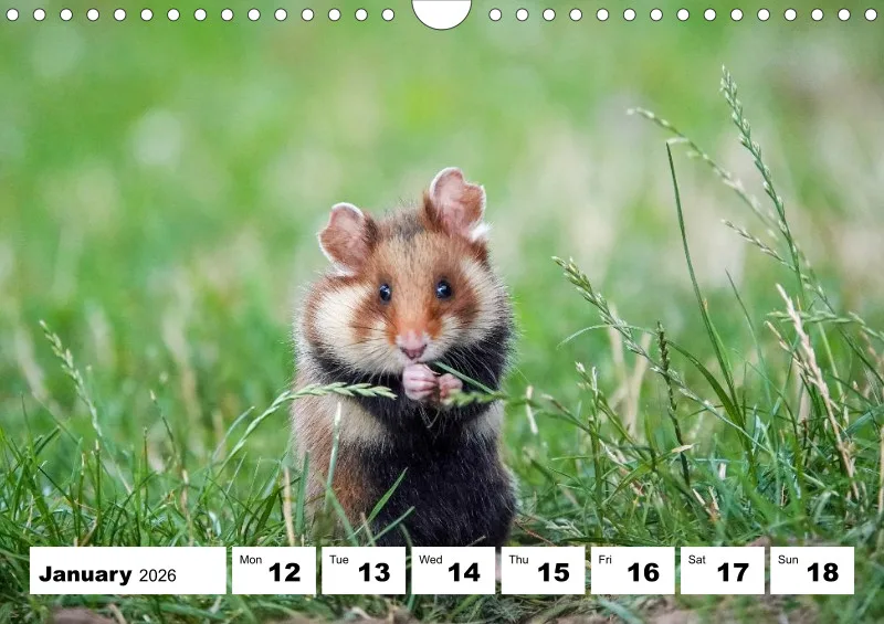 weekly calendar 2026 - A4