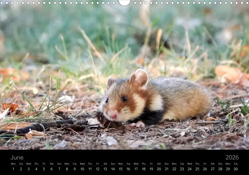 monthly calender 2026 - A3