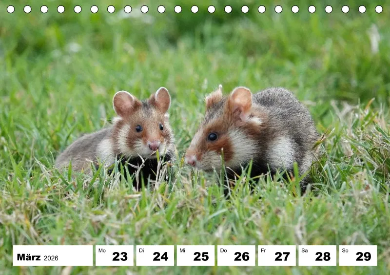 Tisch-Wochenkalender 2026