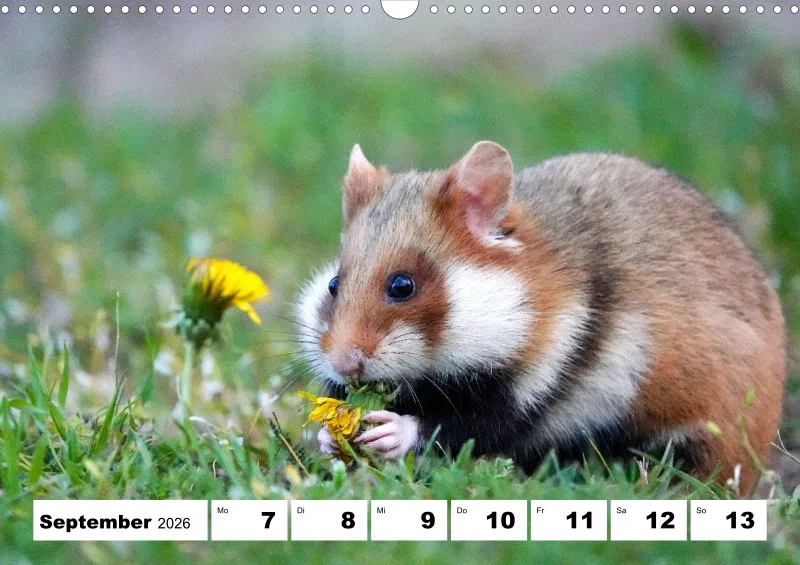 Wochenkalender 2026 -A3