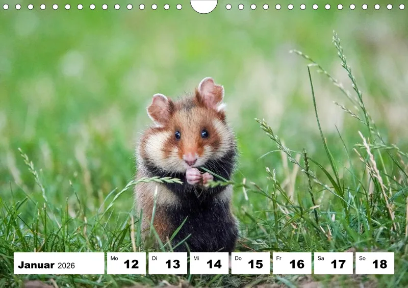 Wochenkalender 2026 -A4