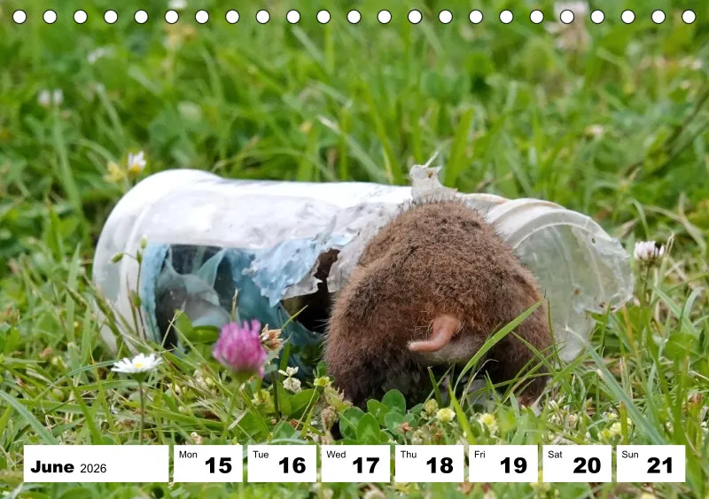 desk calendar 2026