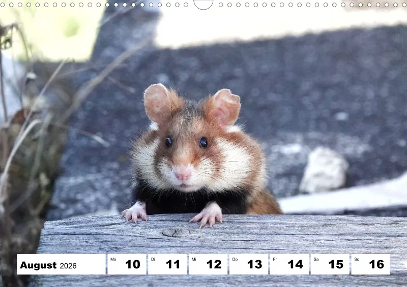 Wochenkalender 2026 -A3