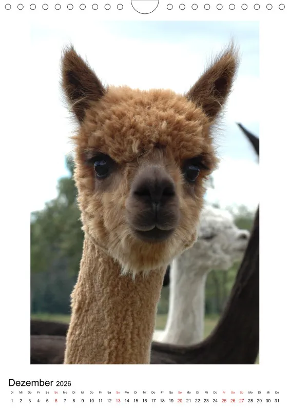 Alpaka, das kuschelige Tier A4 (DE)