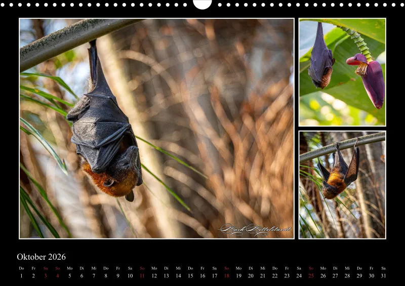 Tierkalender 2026 by Fotografie Mittelstädt