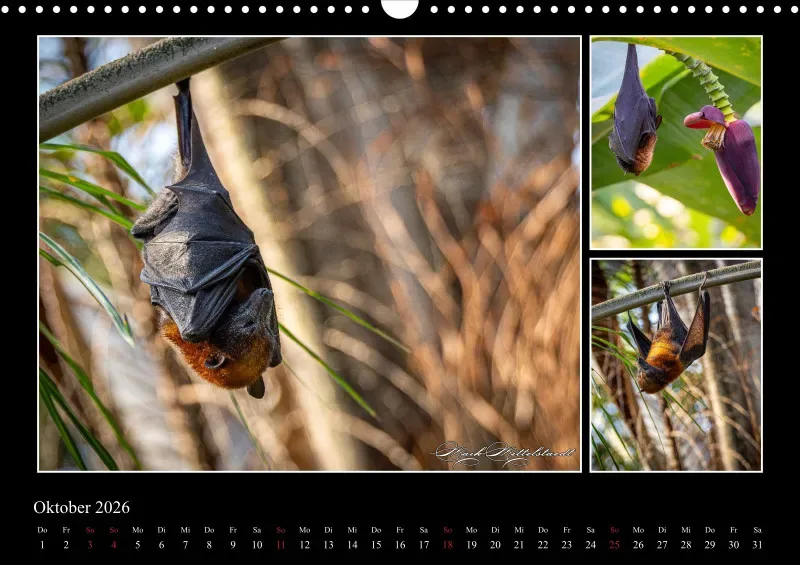 Tierkalender 2026 by Fotografie Mittelstädt