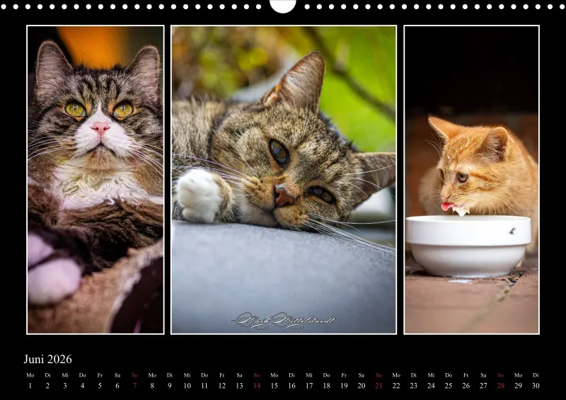 Tierkalender 2026 by Fotografie Mittelstädt