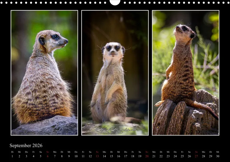Tierkalender 2026 by Fotografie Mittelstädt