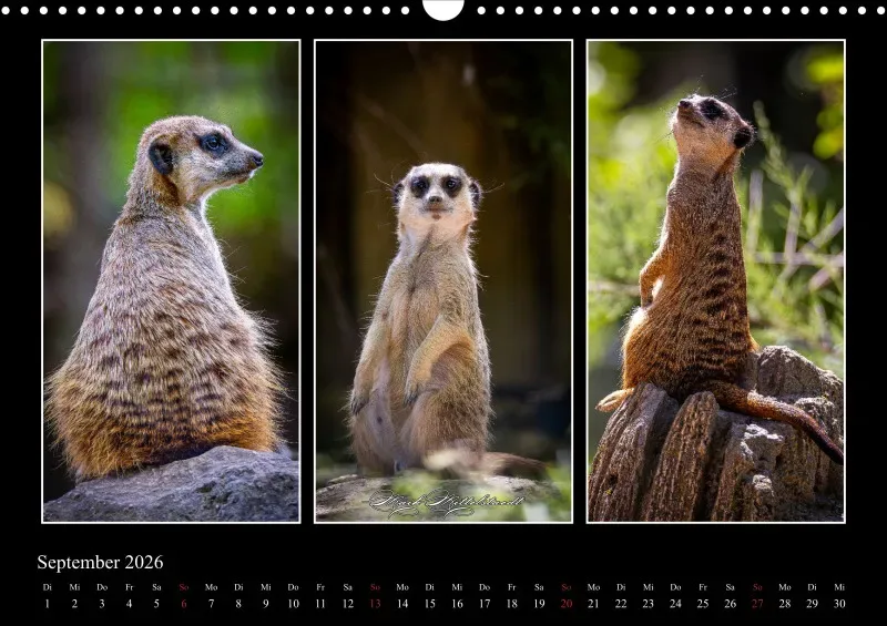 Tierkalender 2026 by Fotografie Mittelstädt