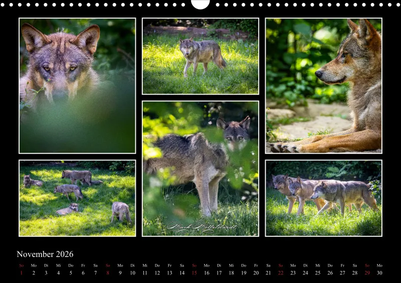 Tierkalender 2026 by Fotografie Mittelstädt