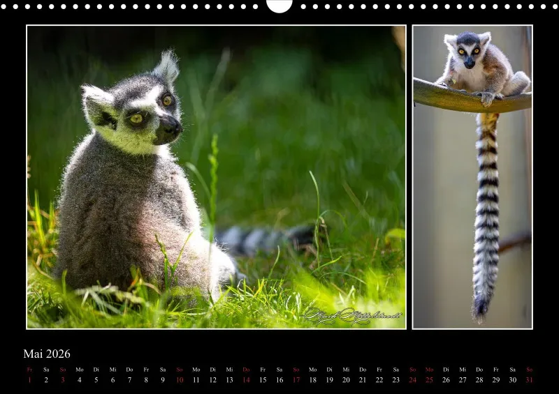 Tierkalender 2026 by Fotografie Mittelstädt