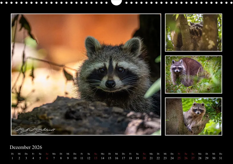 Tierkalender 2026 by Fotografie Mittelstädt