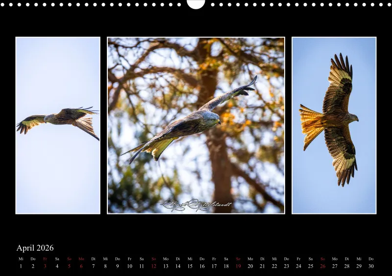 Tierkalender 2026 by Fotografie Mittelstädt