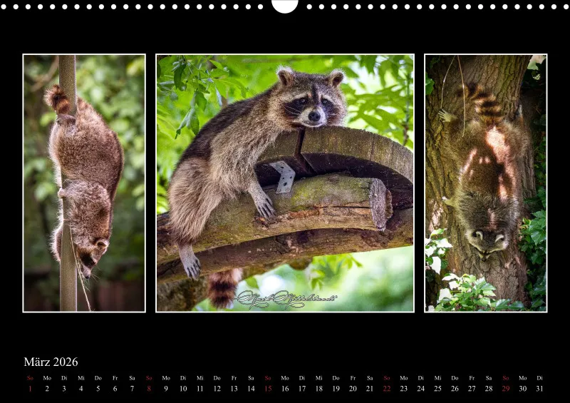 Tierkalender 2026 by Fotografie Mittelstädt