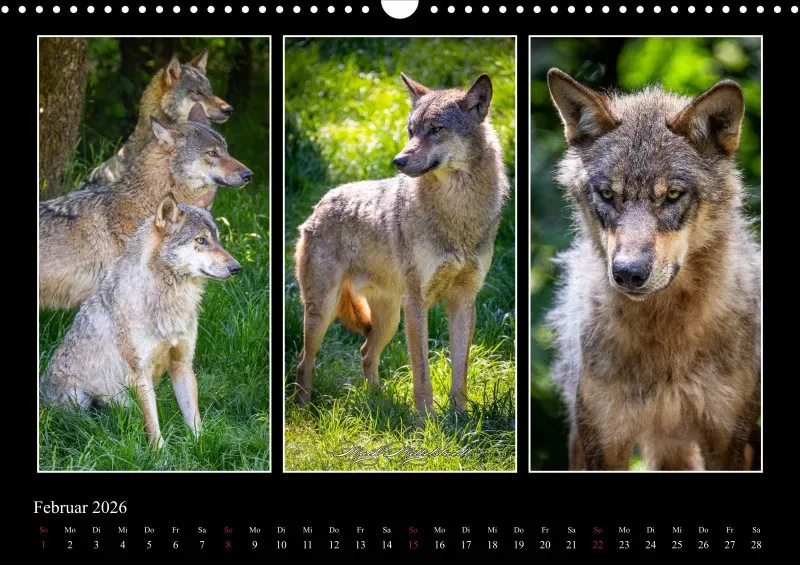 Tierkalender 2026 by Fotografie Mittelstädt