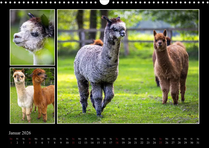 Tierkalender 2026 by Fotografie Mittelstädt