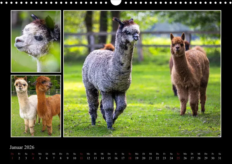 Tierkalender 2026 by Fotografie Mittelstädt
