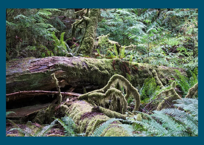 Vancouver Island 2018