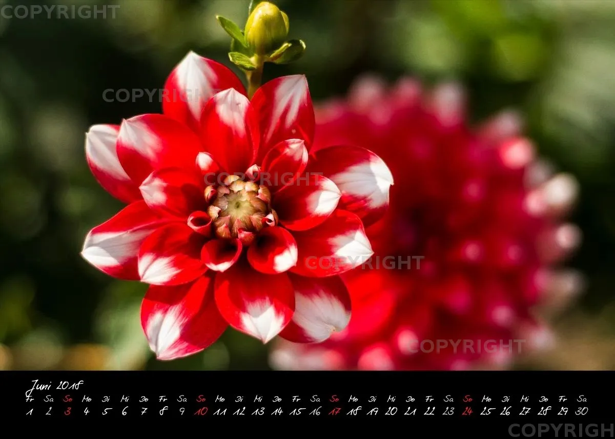 (30) Tischkalender A5 quer - Dahlien 2018