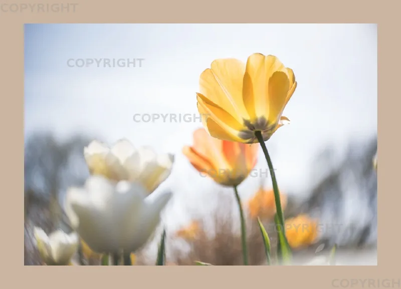 Grußkarte A6 quer - Tulpen