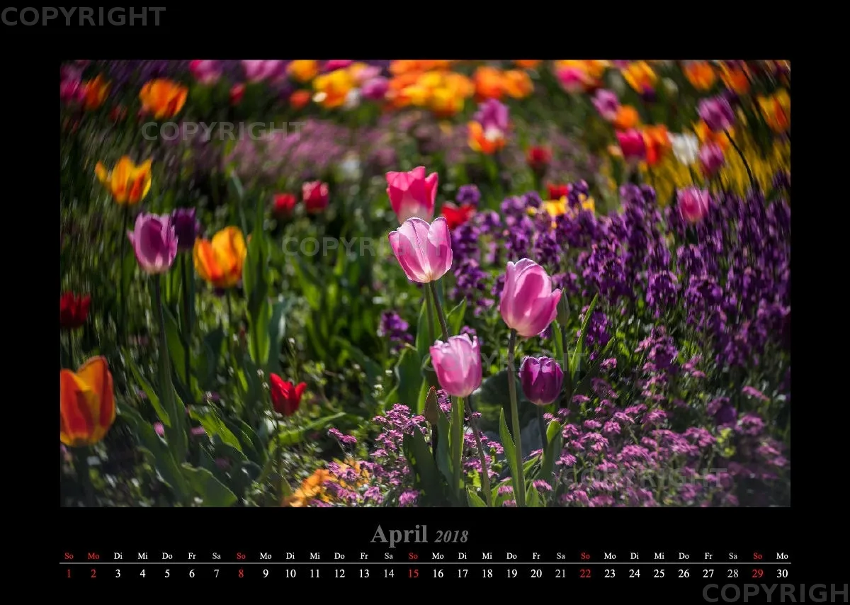 (46) Bildkalender A3 quer - Luisenpark Mannheim 2018