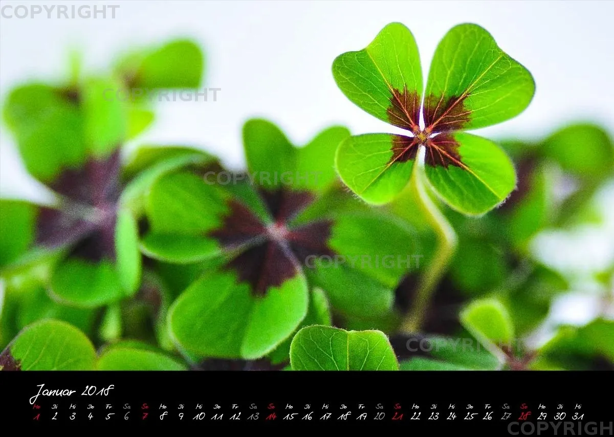 (23) Bildkalender A3 quer - Blumige Zeiten (II) 2018