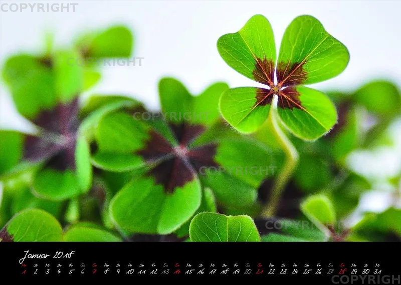(23) Bildkalender A3 quer - Blumige Zeiten (II) 2018