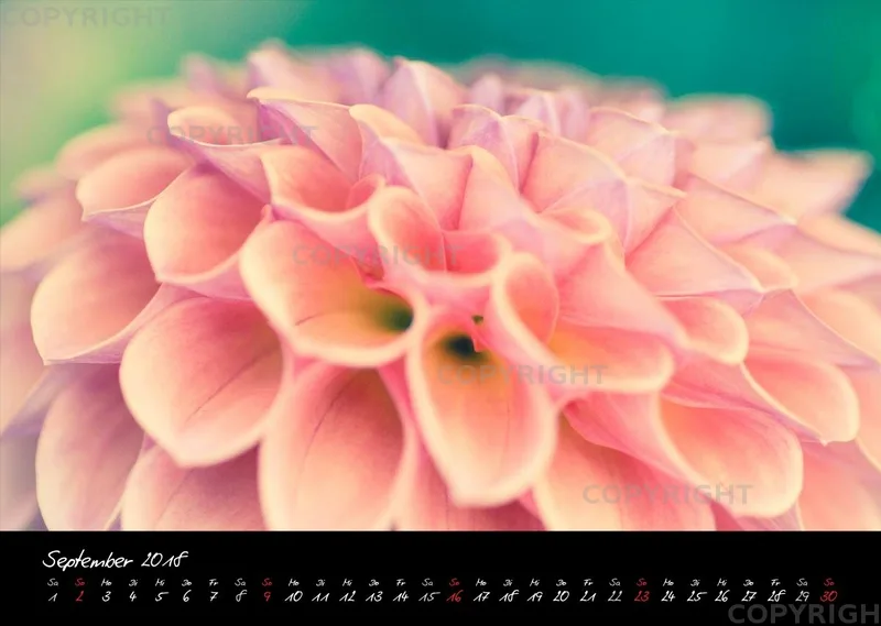 (25) Bildkalender A3 quer - Dahlien 2018