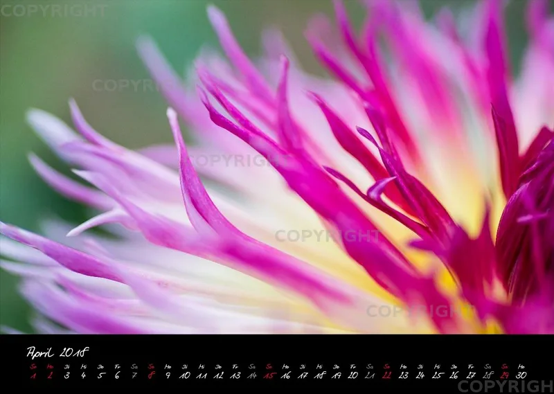 (23) Bildkalender A3 quer - Blumige Zeiten (II) 2018