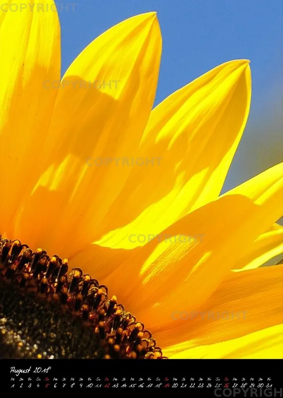 (6) Bildkalender A3 hoch - Blumengrüße 2018