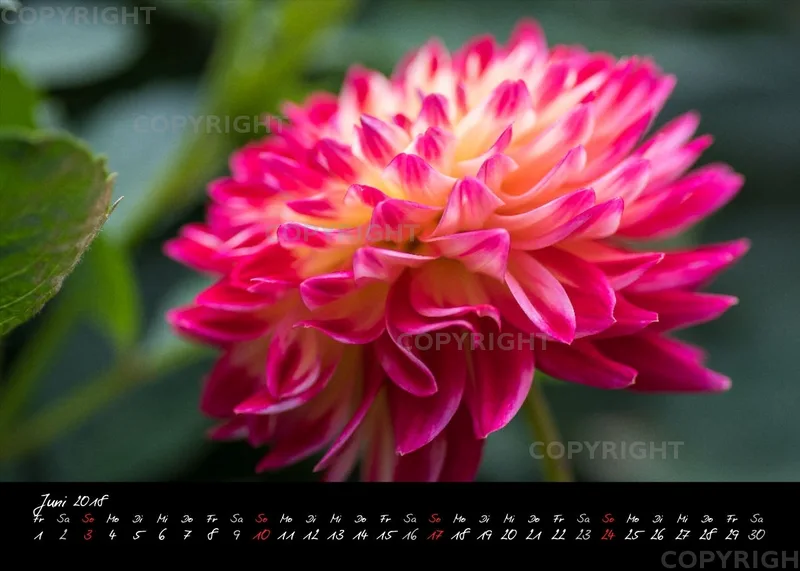 (39) Tischkalender A5 quer - Dahlienzauber 2018