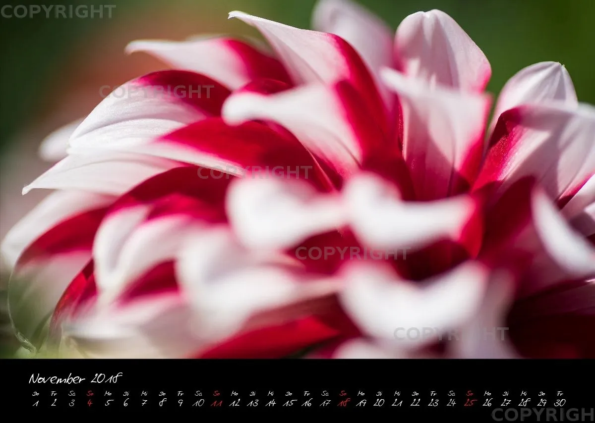 (37) Bildkalender A3 quer - Dahlien 2018