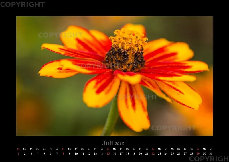 (22) Bildkalender A3 quer - Blumige Zeiten 2018