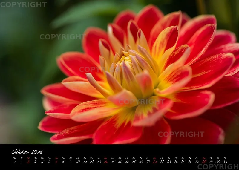 (37) Bildkalender A3 quer - Dahlien 2018