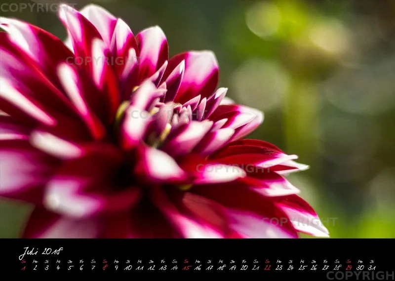 (25) Bildkalender A3 quer - Dahlien 2018