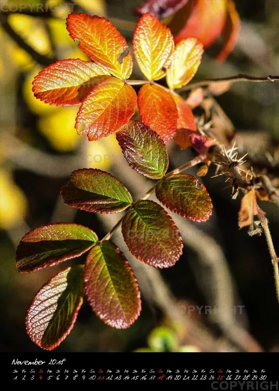 (9) Bildkalender A4 hoch - Blumengrüße 2018