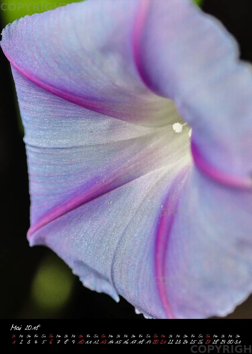 (9) Bildkalender A4 hoch - Blumengrüße 2018