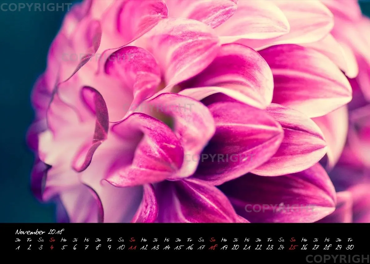 (30) Tischkalender A5 quer - Dahlien 2018