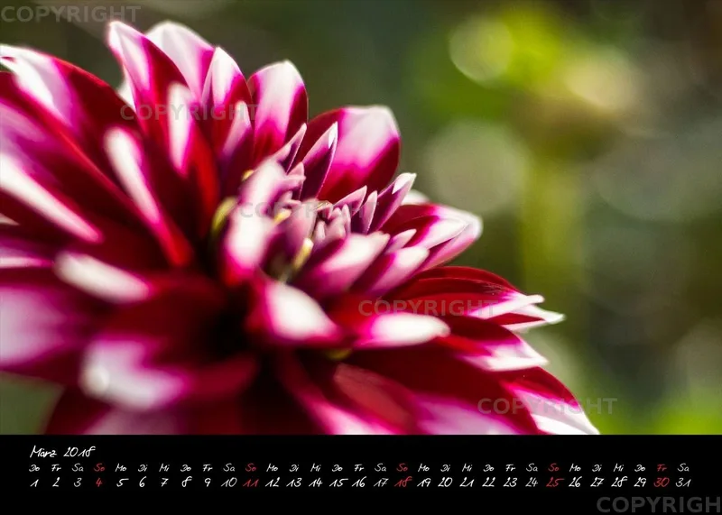 (30) Tischkalender A5 quer - Dahlien 2018
