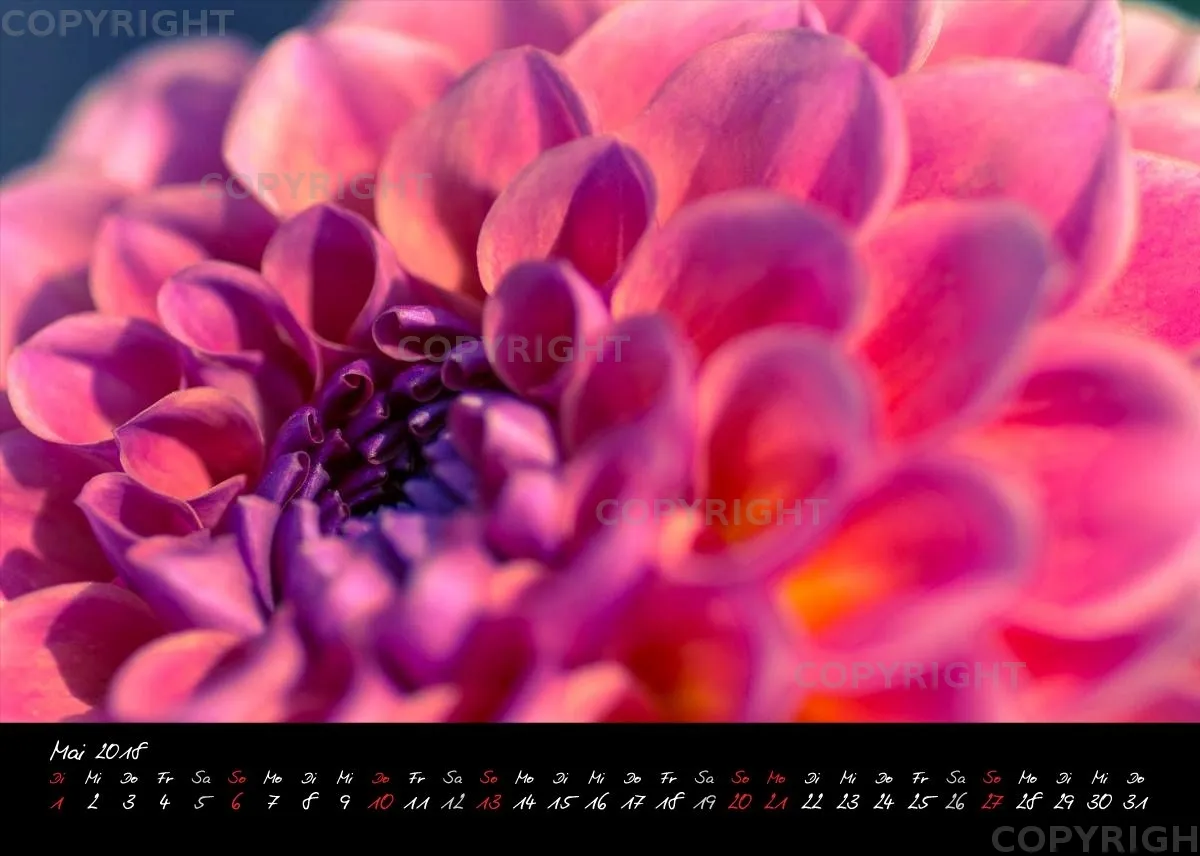 (30) Tischkalender A5 quer - Dahlien 2018