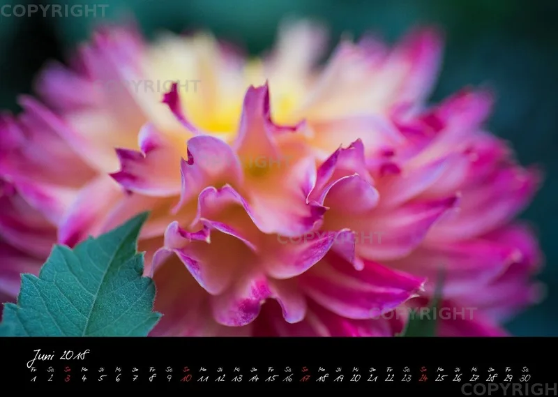 (37) Bildkalender A3 quer - Dahlien 2018