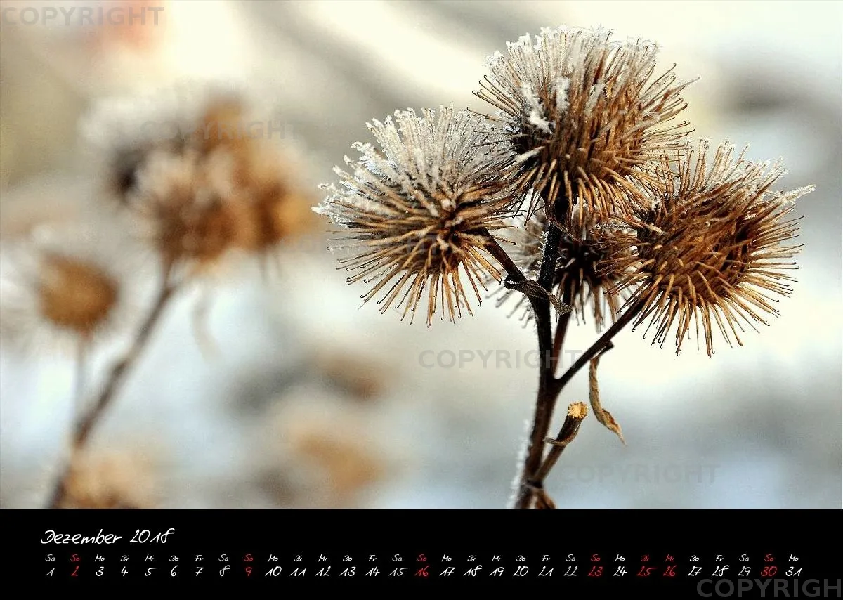 (1) Bildkalender A3 quer - Reilingen 2018