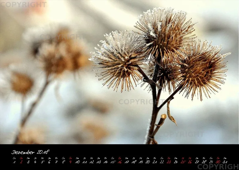 (1) Bildkalender A3 quer - Reilingen 2018