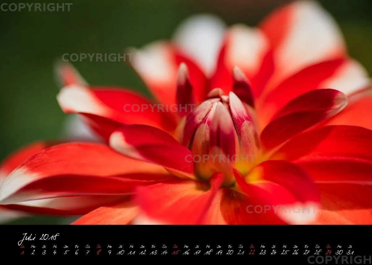 (37) Bildkalender A3 quer - Dahlien 2018