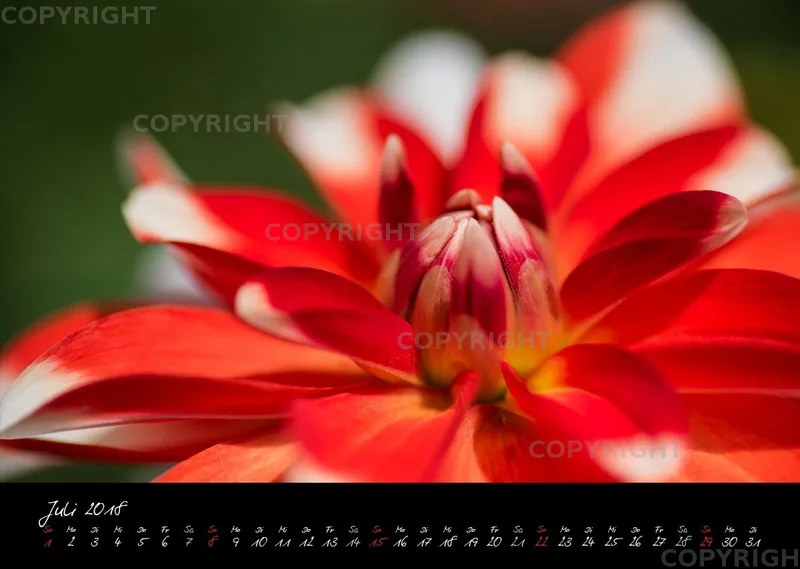 (37) Bildkalender A3 quer - Dahlien 2018